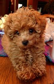 30 fresh toy poodle puppies