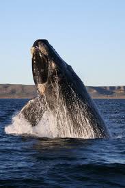 Whale Wikipedia