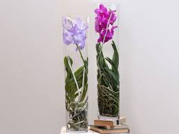 How To Grow Orchids In Glass Containers