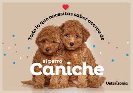 caniche perros veterizonia