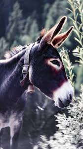 donkey wallpapers for mobile