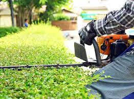 Hedge Removal Law What You Need To