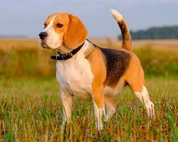 Beagle Dog Breeds Purina Australia
