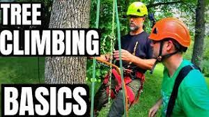 tree climbing basics what equipment do