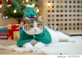 scottish tabby cat in christmas theme