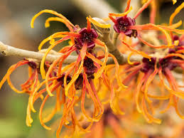 top ten uses for witch hazel personal