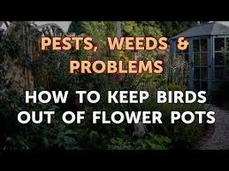 How To Keep Birds Out Of Flower Pots