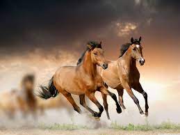 horses running wallpapers top free