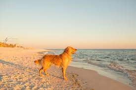 dog friendly places in panama city
