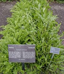 dandelion taraxa officinale