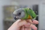 Pictures of 2 parrots talking like humans crossword <?=substr(md5('https://encrypted-tbn0.gstatic.com/images?q=tbn:ANd9GcTmOXdGwU7yKHUGX8NgWpCqFuEEJuycAAS6bZcEsdSDGepzxcIyYF4Dr3I'), 0, 7); ?>