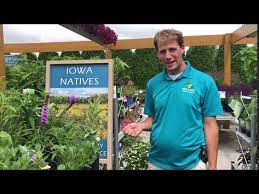 iowa native plants for every garden