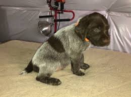 german wirehaired pointer waterfowl