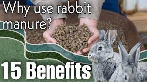 rabbit manure the ultimate fertilizer