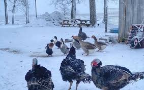 Turkeys are great natural predators of bugs, insects and other smaller wildlife. Backyard Turkeys Archives News From The Coop