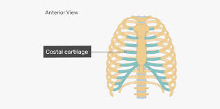 But this number may be increased by the development of a cervical or lumbar rib, or may be diminished to eleven. Rib Cage Sternum Anatomy Costal Cartilage Unlabeled Rib Cage Diagram Hd Png Download Transparent Png Image Pngitem