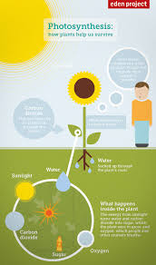 Photosynthesis Diagram For Kids How Plants Help Us To