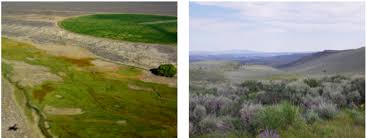 Rangelands develop under conditions of periodic disturbance (e.g., drought, fire, grazing by domesticated animals and native wildlife, weed incursions, outbreaks of insect pests, disease, and human activities). Conserving Diverse Wet Habitats Keeps Western Rangelands Resilient Sage Grouse Initiative