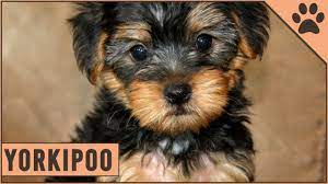 yorkipoo yorkshire toy poodle mix