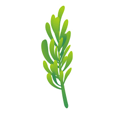 Herb Generic Others Icon