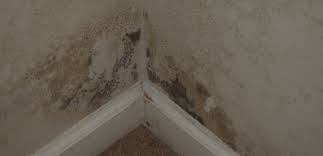 Mold And Basement Odors Black Mold