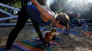 photos goat yoga the new fitness