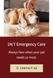 Parents can often be found in our shop saying kids, this is the type of pet shop that i had. Emergency Services Surgeries For Pets In Flat Rock Hendersonville