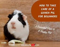 People think there is much less maintenance needed with these creatures than there actually is. How To Take Care Of A Guinea Pig For Beginners 9 Essential Steps To A Happy Pet Guinea Pig Tube