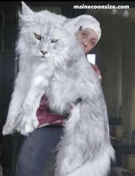 giant maine cats breeders size