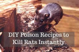 rats with homemade poison