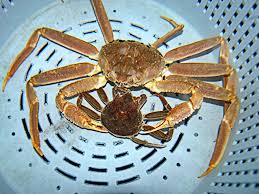 alaska snow crab noaa fisheries