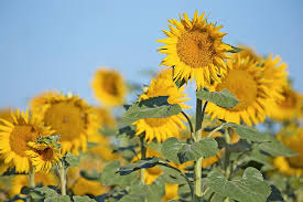radiant daisy like sunflowers produce a