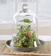 herb garden cloche with removable gl