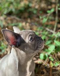 french bulldog puppies ethical kennel