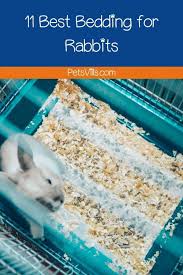 11 best bedding for rabbits 2022 review