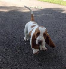 $2500 plus indiana sales tax. Akc Basset Hound Puppies For Sale In Mobile Alabama Classified Americanlisted Com