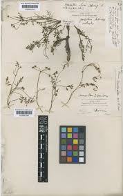 Oenanthe lisae Moris | Plants of the World Online | Kew Science