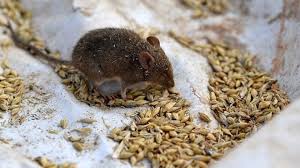 australia mice pe how farmers are