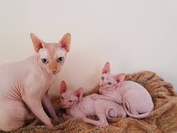 They are litter trained and eating solid food. Sphynx Kitten For Sale Sphynx Cat Where To Buy Sphynx Kittens