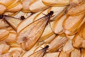 There are a few ways that you can get rid of white footed ants at home yourself. What To Do About Flying Ants In Your Home