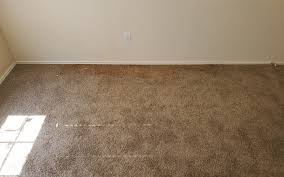 can you see the mold in the carpet