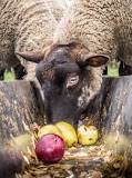 how-do-you-feed-apples-to-sheep