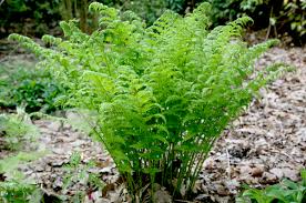Planting Ferns At Home Is As Easy As 5