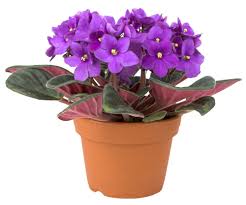 With the right care and attention, growing african violet is easy! African Violet Care Bob S Market And Greenhouses