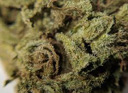 Marijuana Strain List Budtrader
