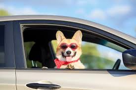 Best Car Accessories To Keep Your Dog