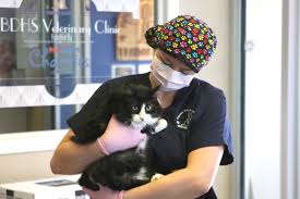 Neutering for dogs & cats. Low Cost Spay And Neuter Clinic Reopens To Cats Only Tbnewswatch Com