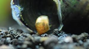 I love watching them move wit water snails eggs look like a little sac of jelly with tiny round eggs inside but the round eggs have little tan speeces inside of them that look like rectagles. Ramshorn Snail Care Size Food Reproduction Lifespan Video