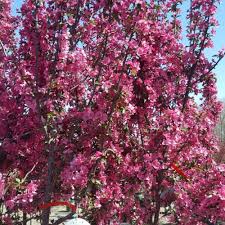 9 flowering trees that will beautify
