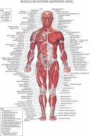 Us 5 56 36 Off Human Body Anatomical Chart Muscular System Campus Knowledge Biology Classroom Wall Painting Fabric Poster36x24